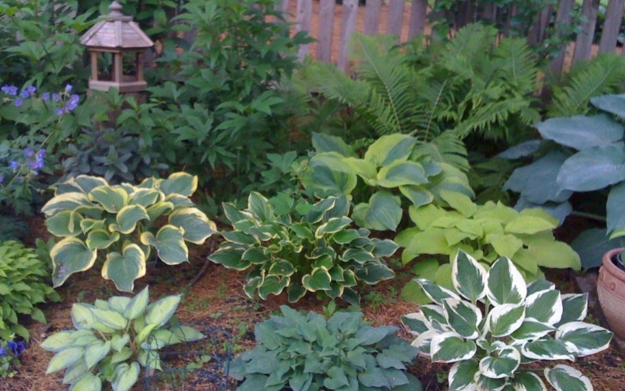 Хоста низкорослая бордюрная