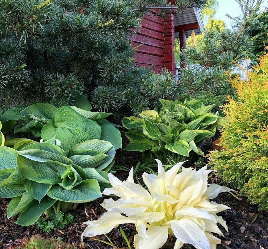 Хоста и лилейники клумба