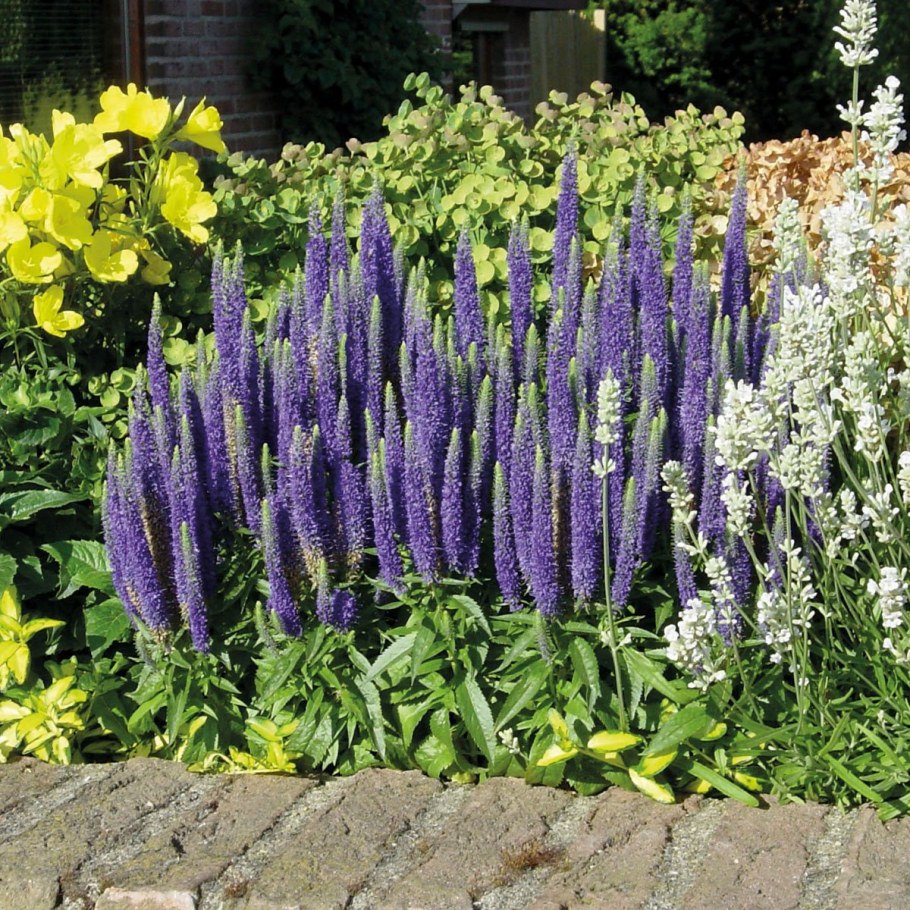 Многолетник Вероника колосковая