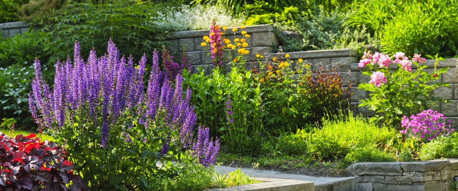 Котовник многолетник