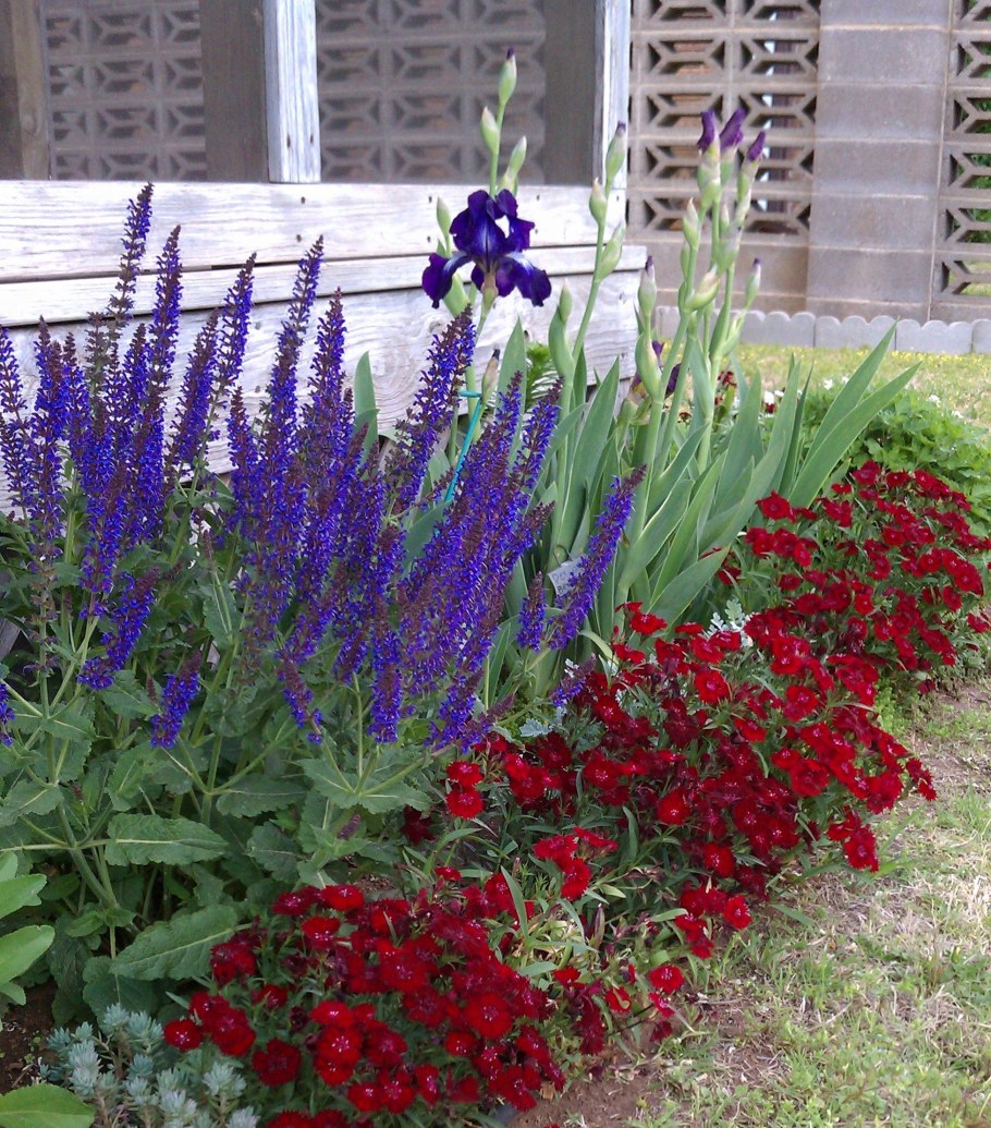 Шалфей Дубравный в цветнике