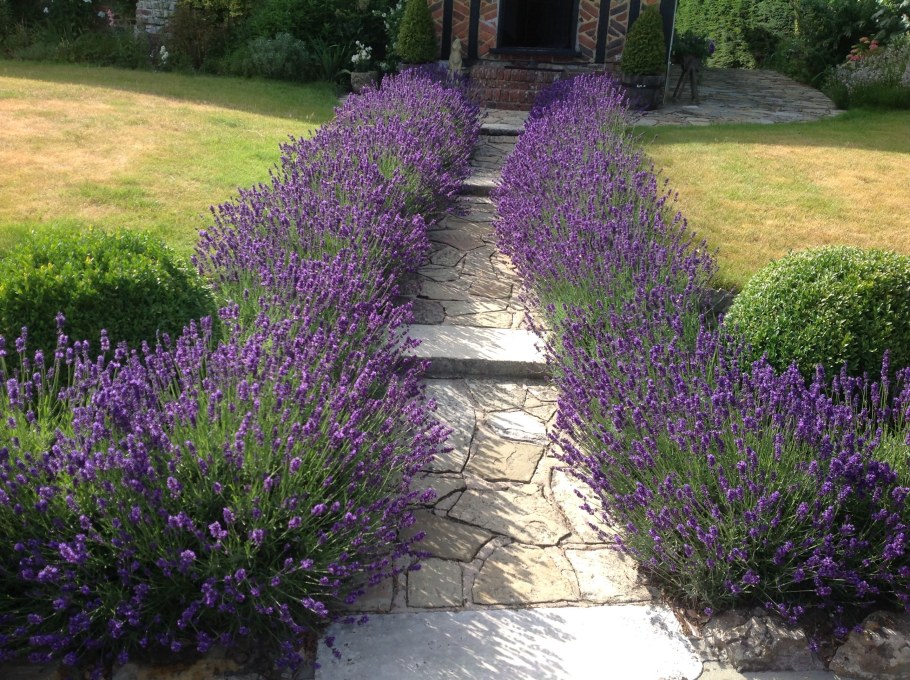 Котовник Фассена (Nepeta faassenii `Kit Cat`)