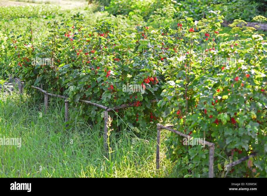 Малиновое дерево на участке