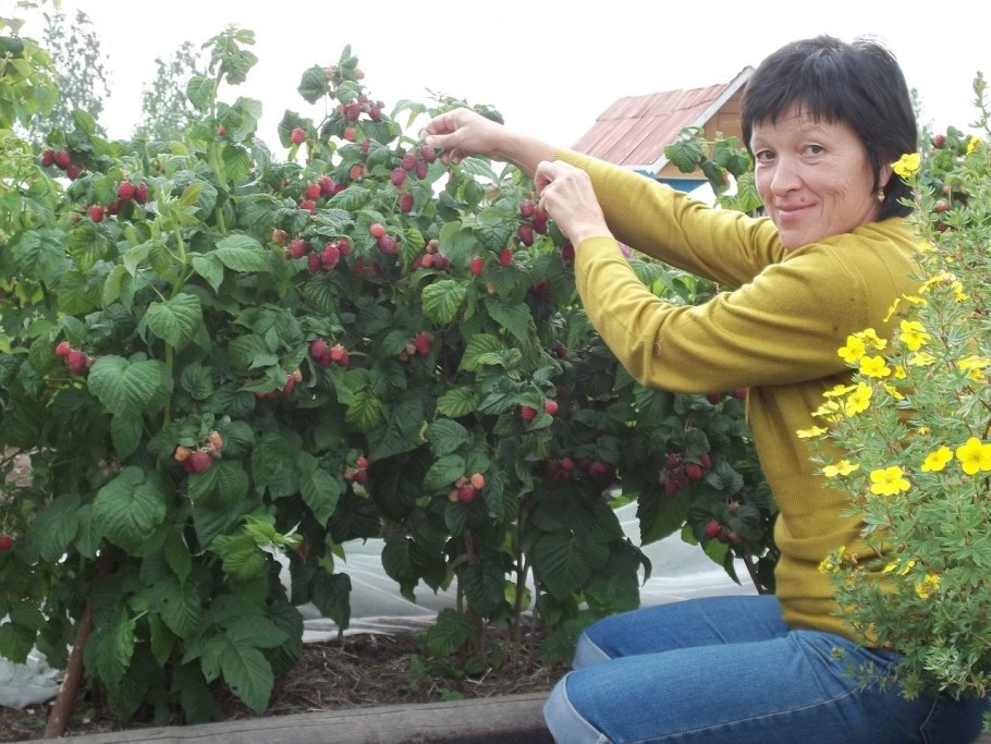 Малинник на даче