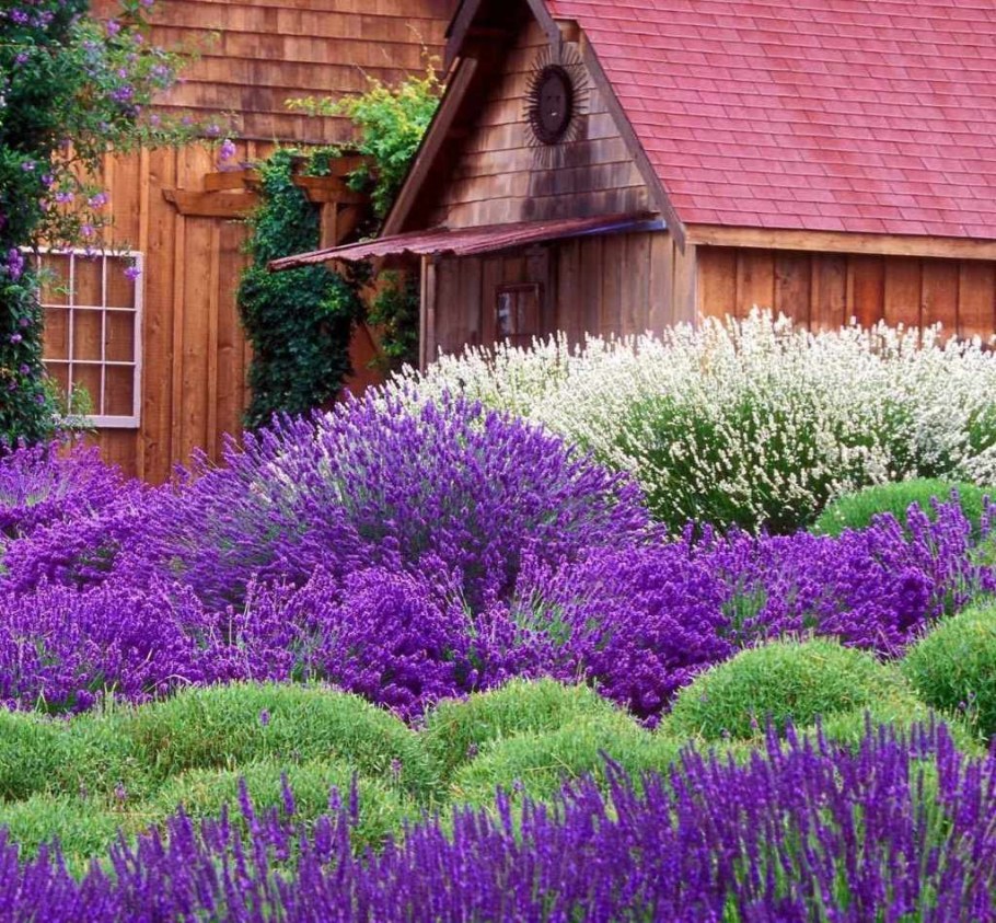 Лаванда шалфей Вереск