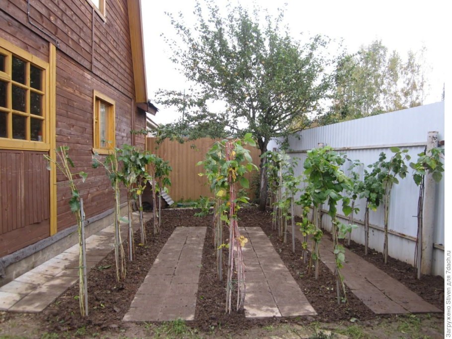 Огород вдоль забора