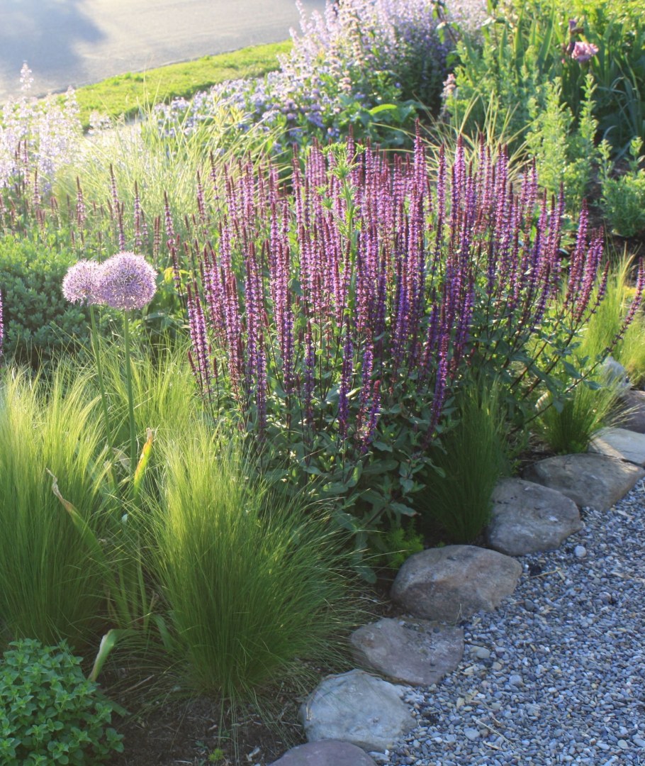 Миксбордеры с шалфеем дубравным