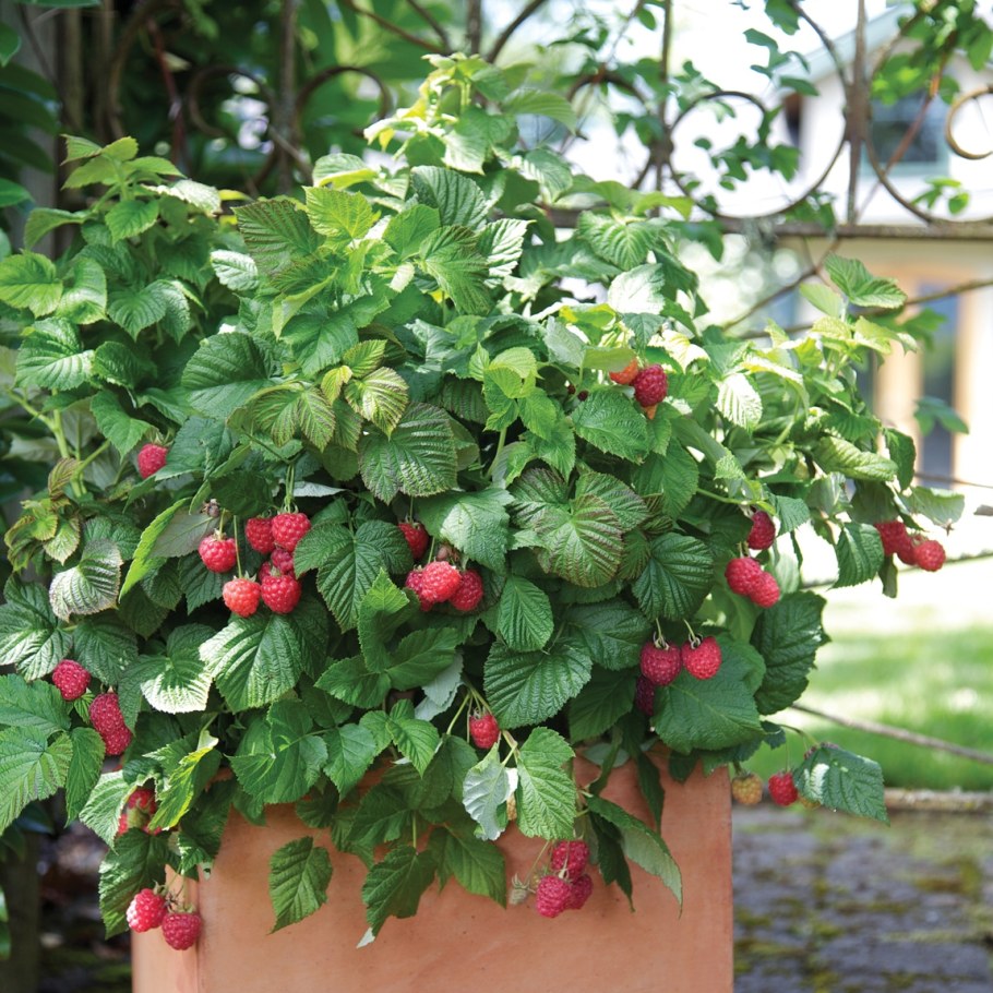 Малина патио Ruby Beauty