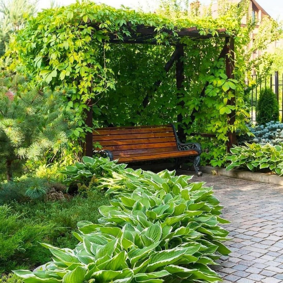 Вертикальное Озеленение в саду