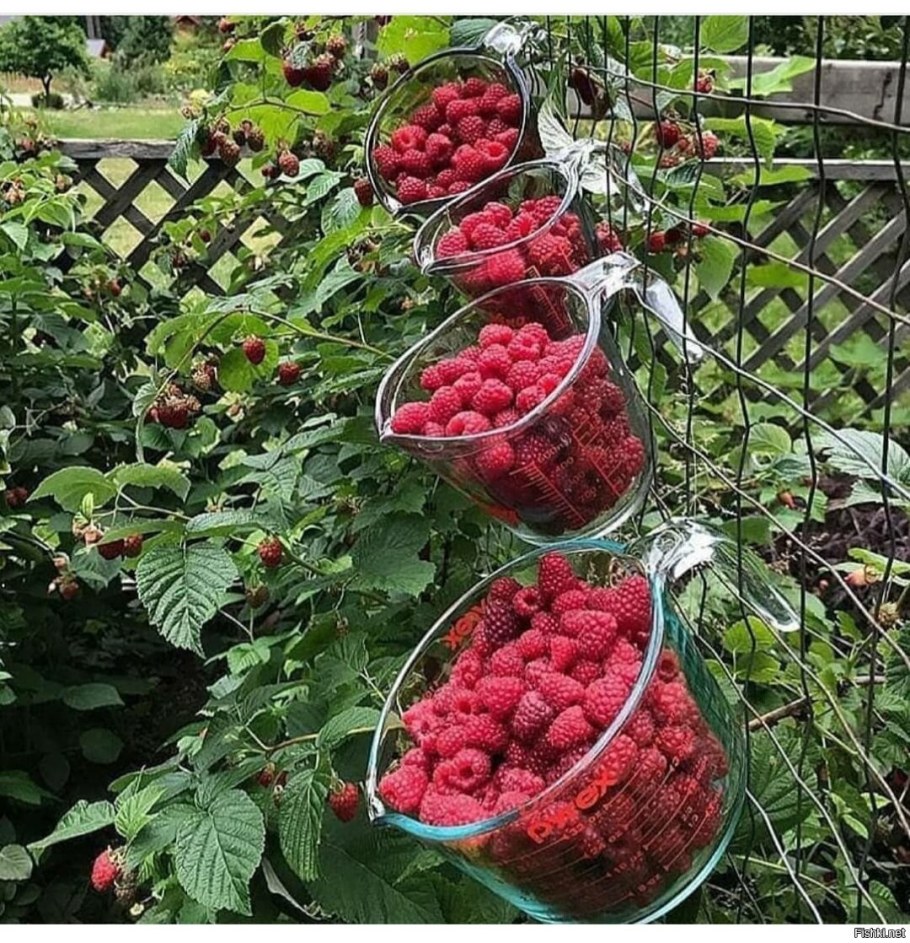 Малина в огороде