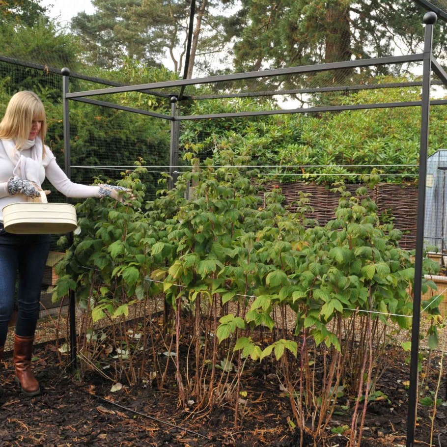 Ежемалина Тайберри шпалеры