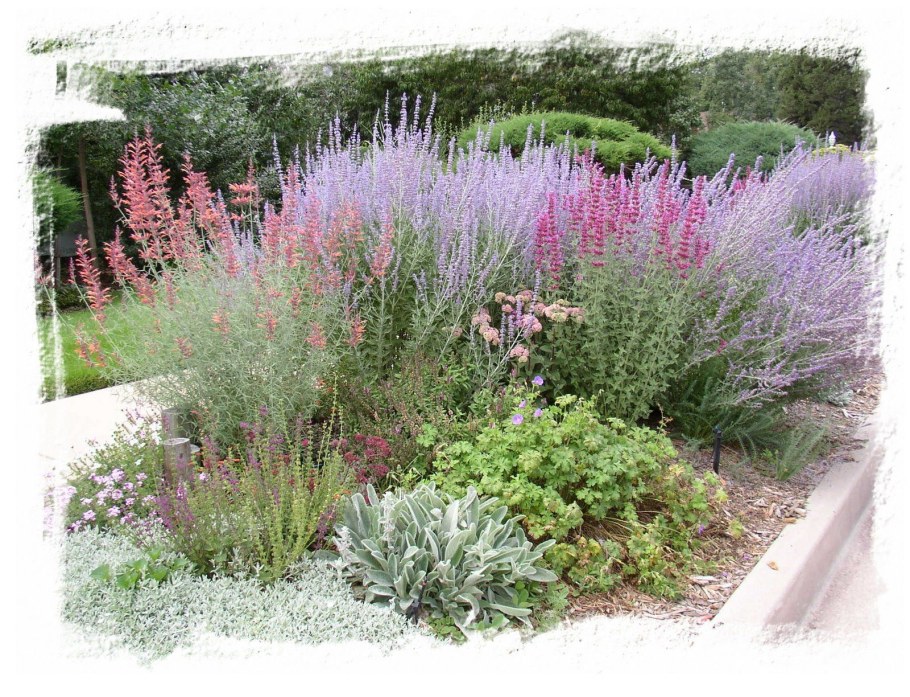 Миксбордер с котовником и шалфеем