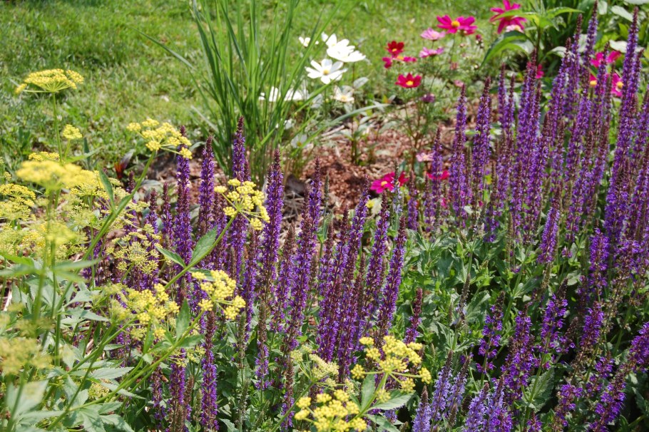 Сальвия Дубравная многолетняя