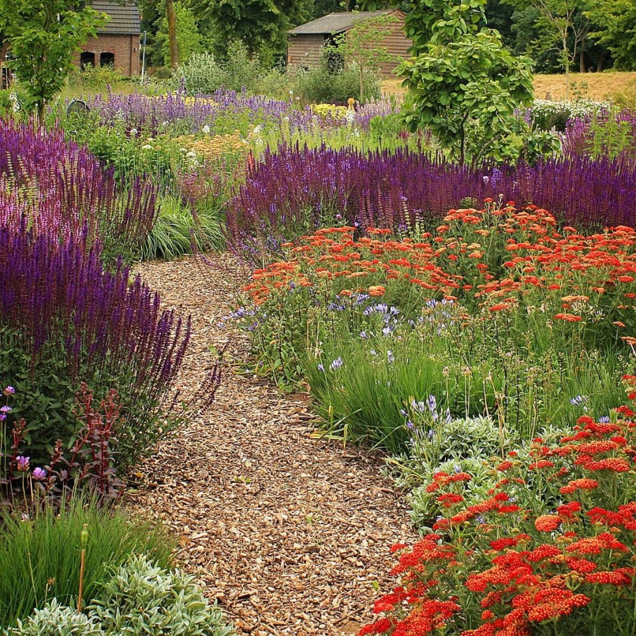 Шалфей Карадонна