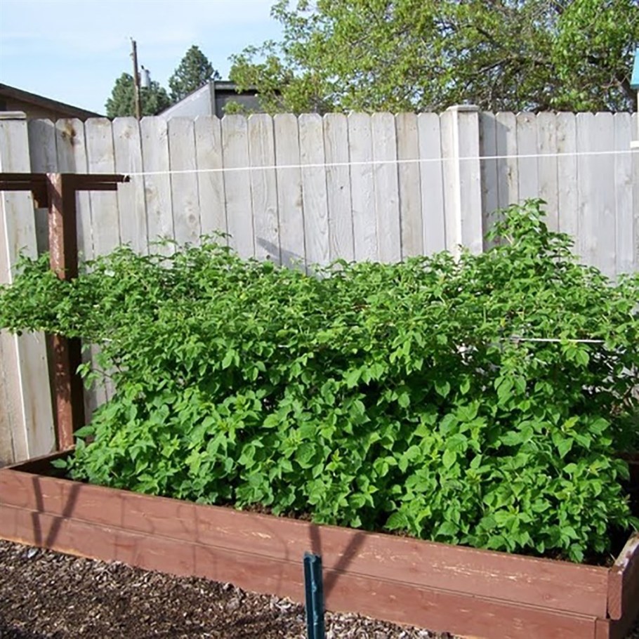 Мульчирование ремонтантной малины