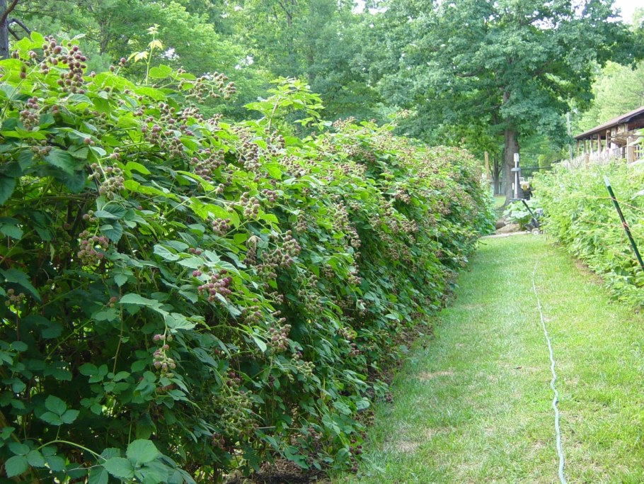 Куст ежевики изгородь