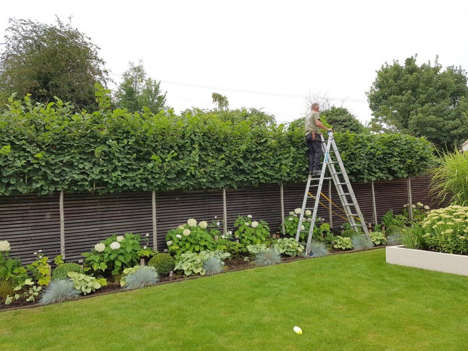 Ежевика Живая изгородь