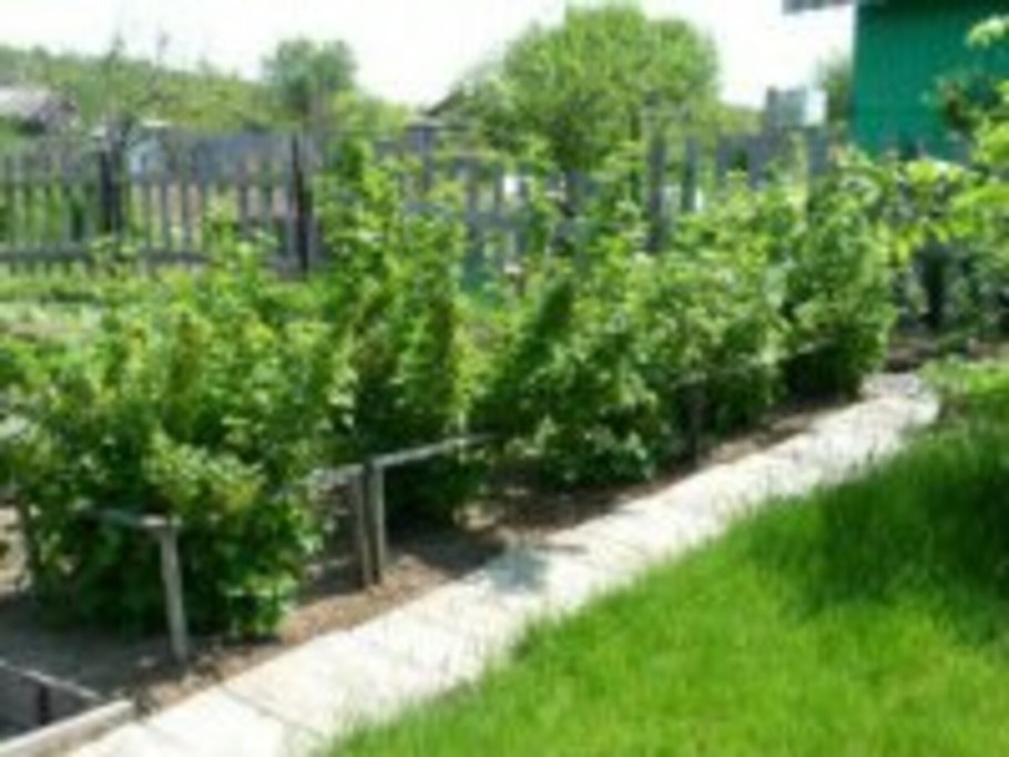 Смородина в саду