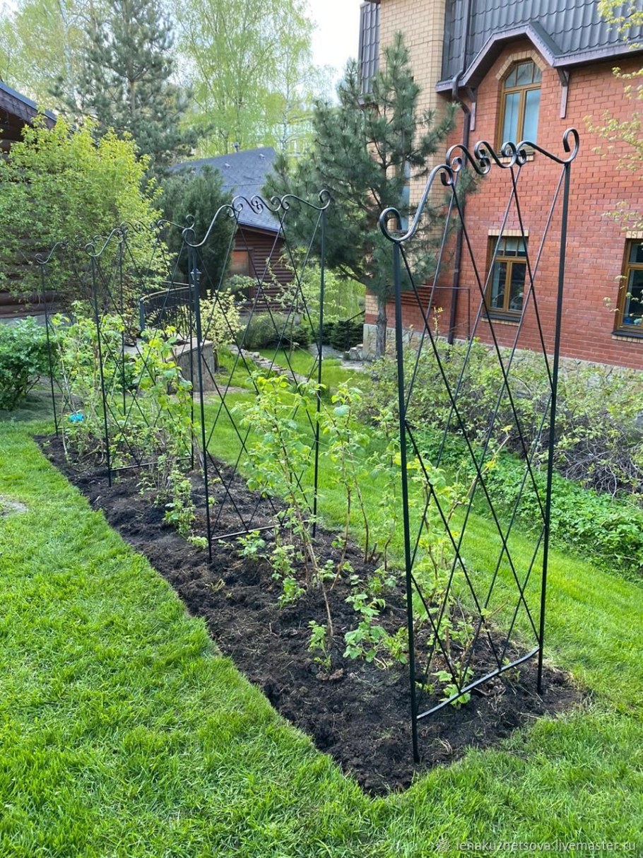 Дачный огородик ежевика