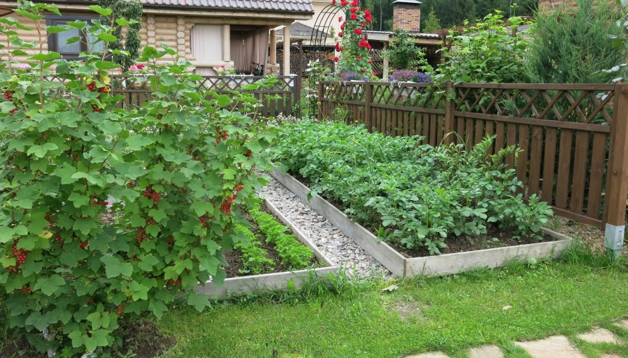 Мульчирование плодовых кустарников