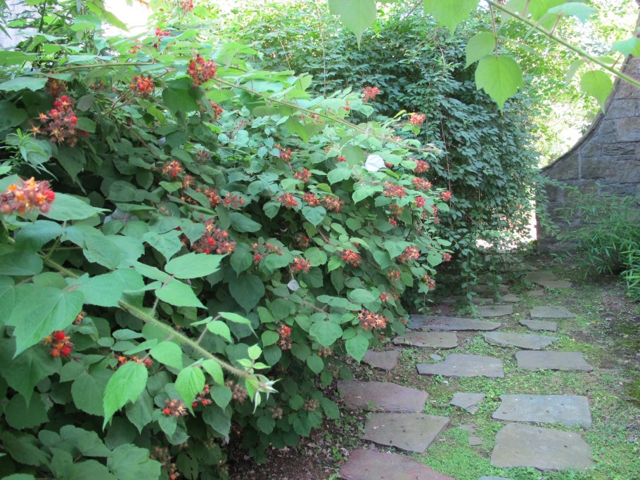 Малина кустарник