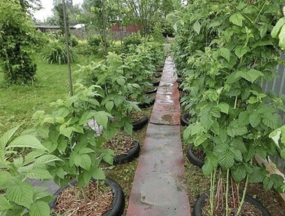 Мульчирование малины малины