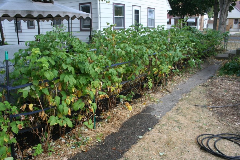 Подвязка малины Кумберленд