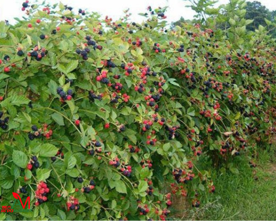 Ежемалина Тайберри шпалеры