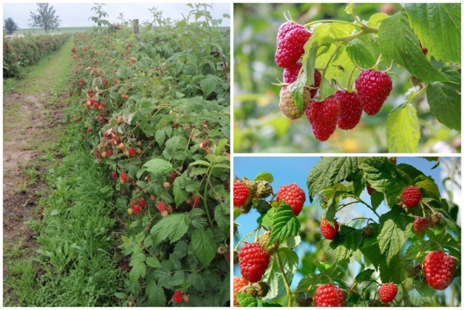 Малина ремонтантная в саду