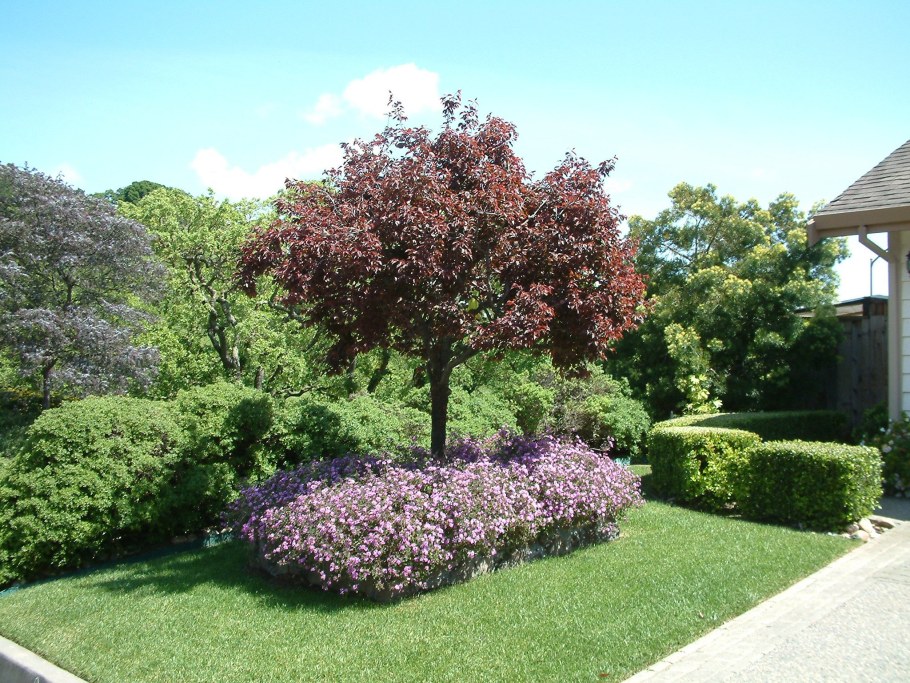 Лещина обыкновенная краснолистная