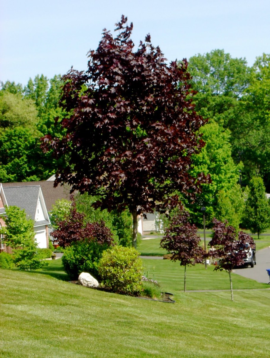 Клен остролистный Кримсон Кинг