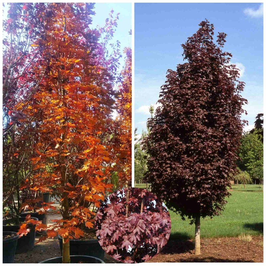 Acer platanoides Crimson Sentry