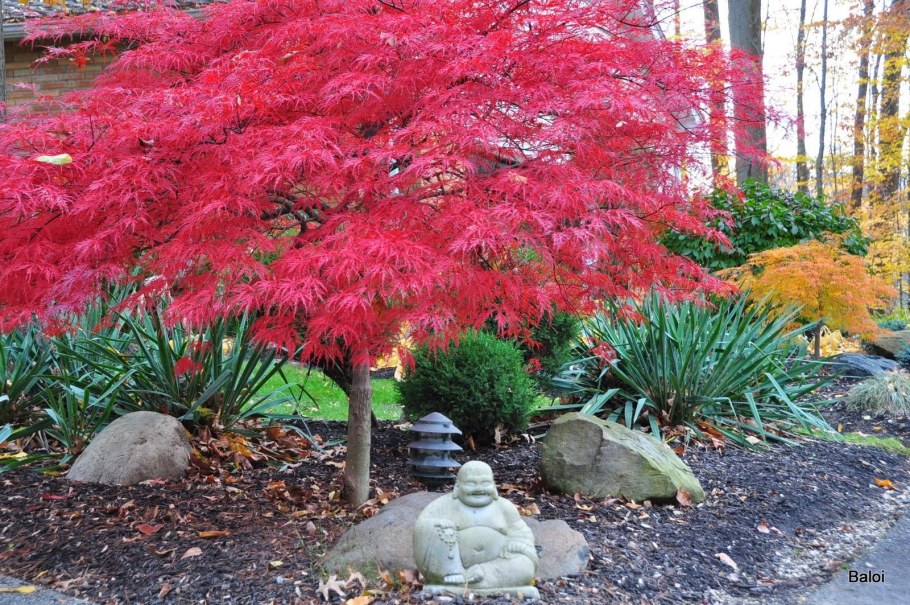 Клен японский красный Атропурпуреум