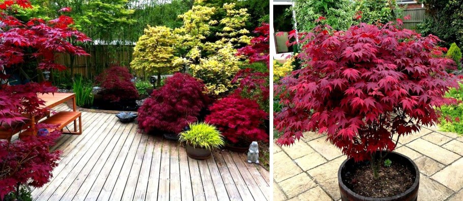 Клен Acer palmatum Atropurpureum