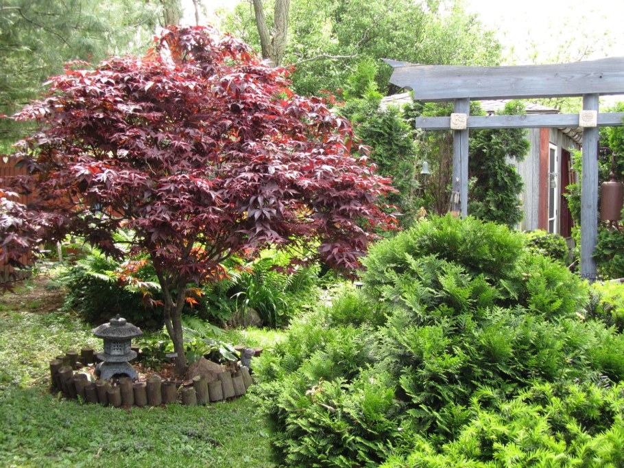 Acer palmatum Bloodgood