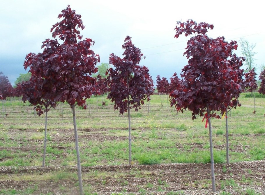 Береза повислая Роял Фрост