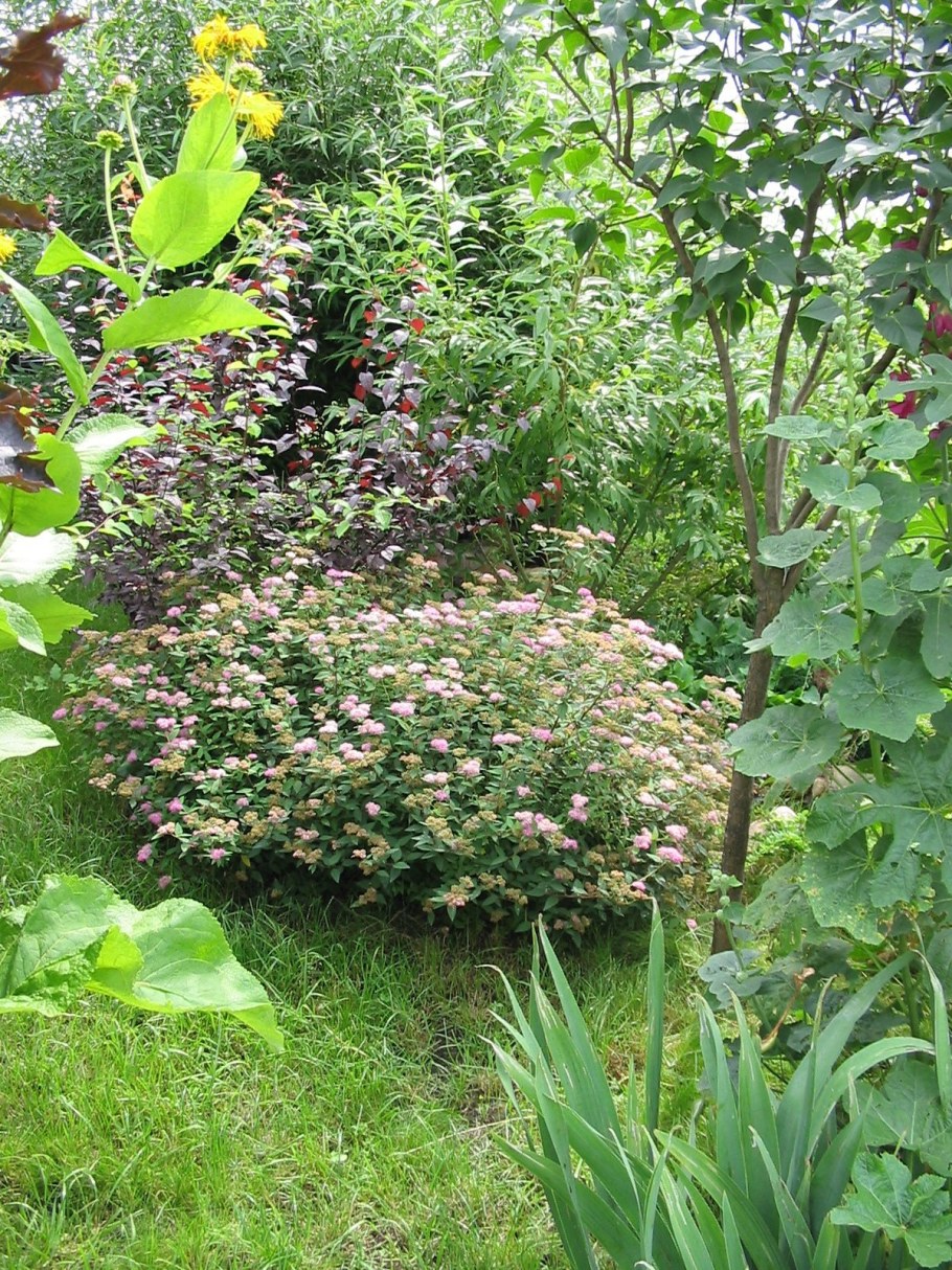 Каприфоль Живая изгородь