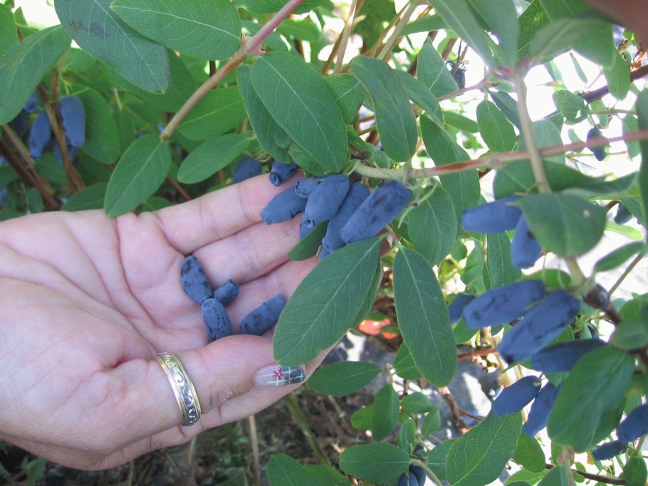 Жимолость Ленинградский великан