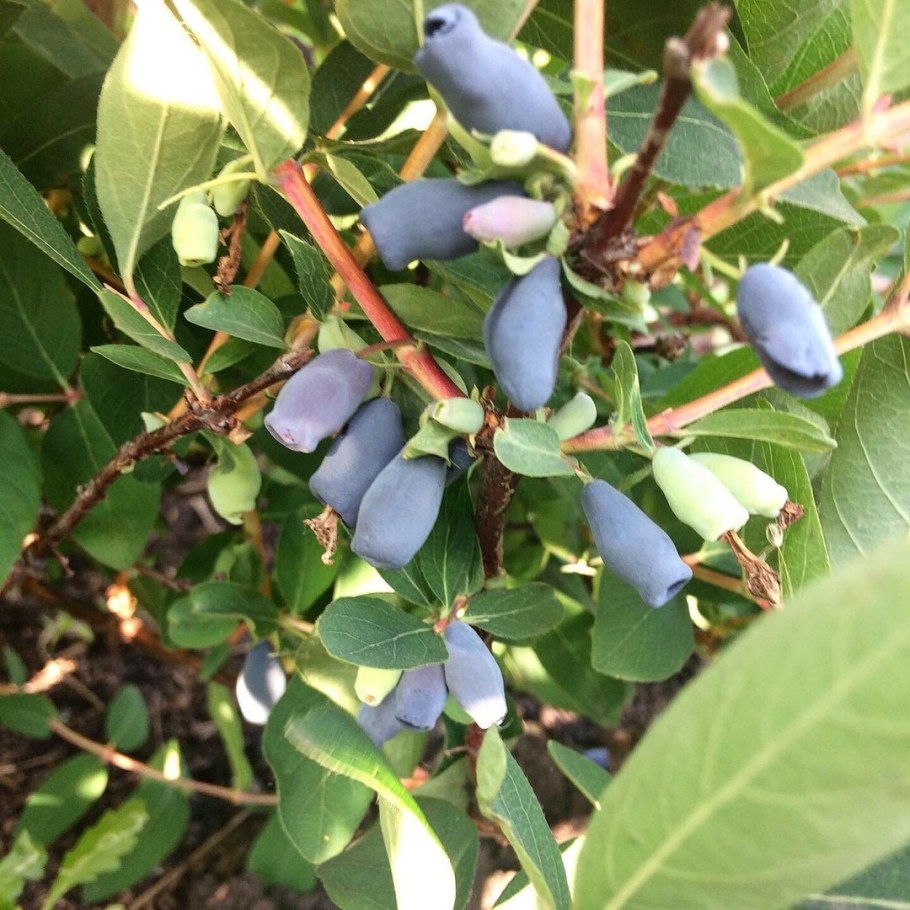 Жимолость Авача