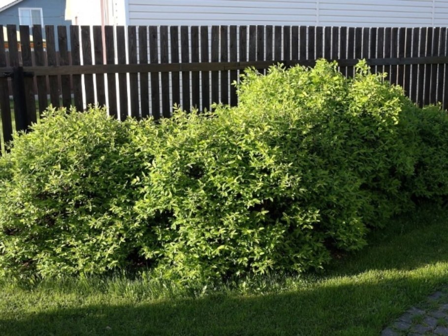 Жимолость съедобная Живая изгородь