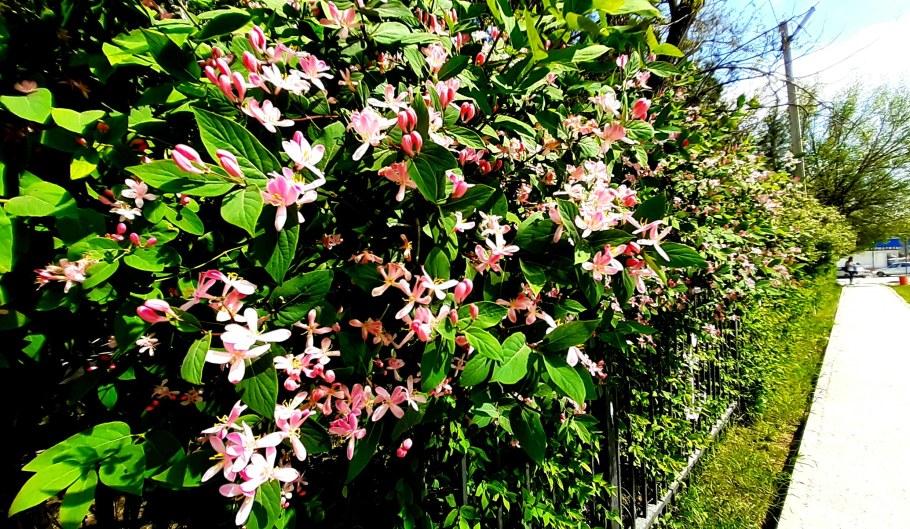 Lonicera tatarica жимолость Татарская