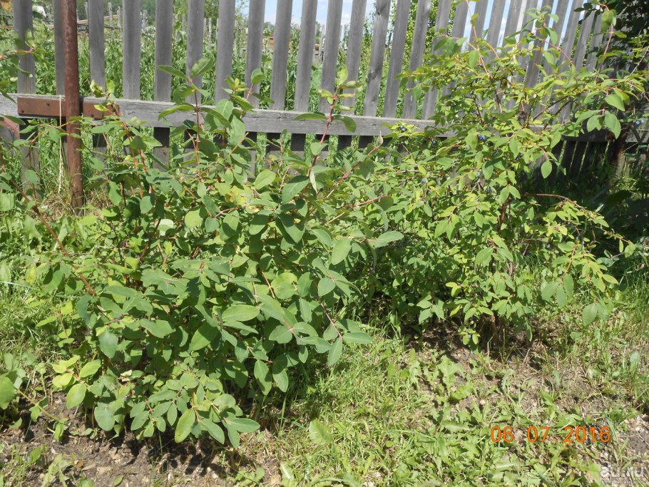 Жимолость съедобная в саду