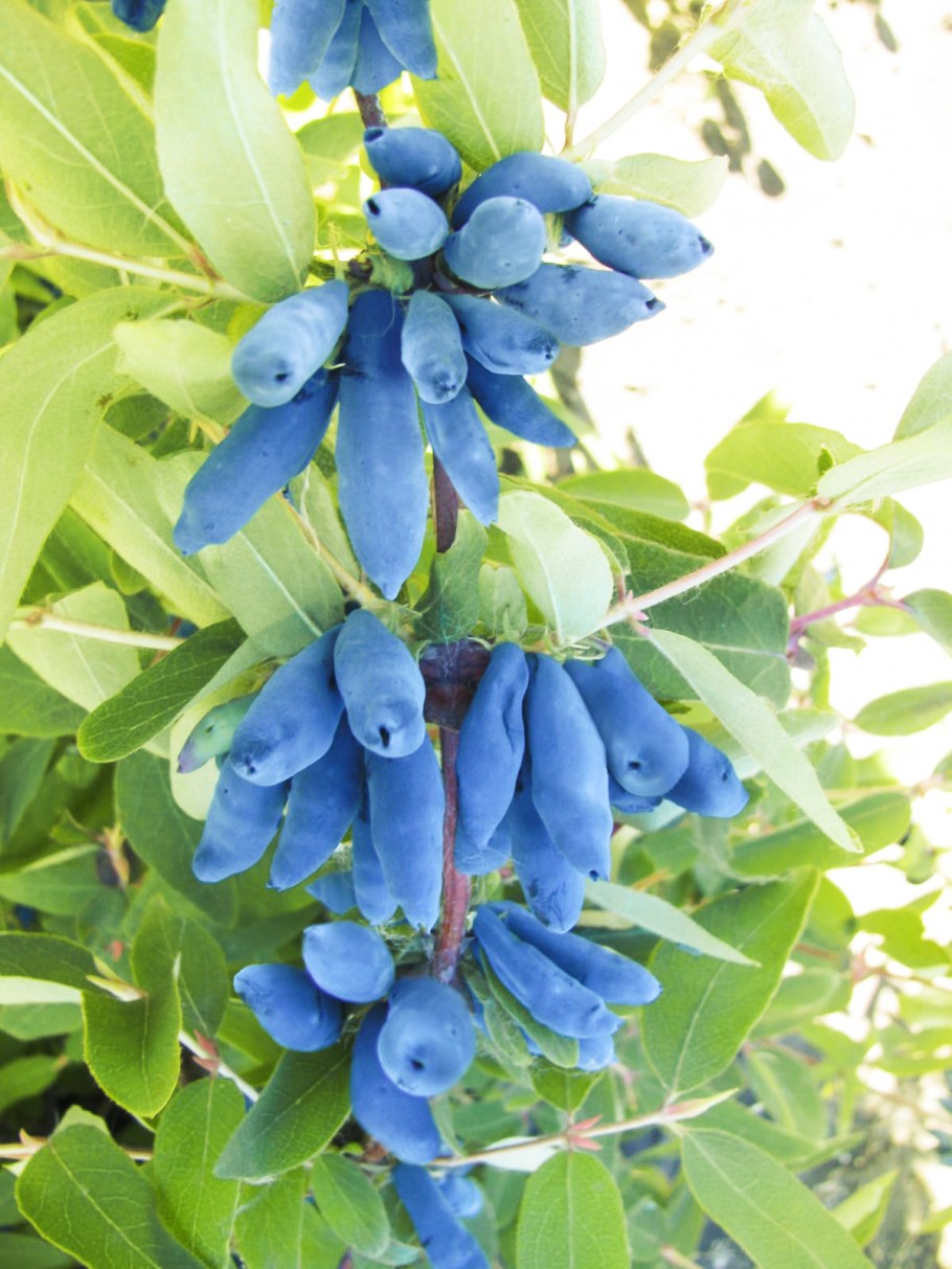 Жимолость Северный Буран