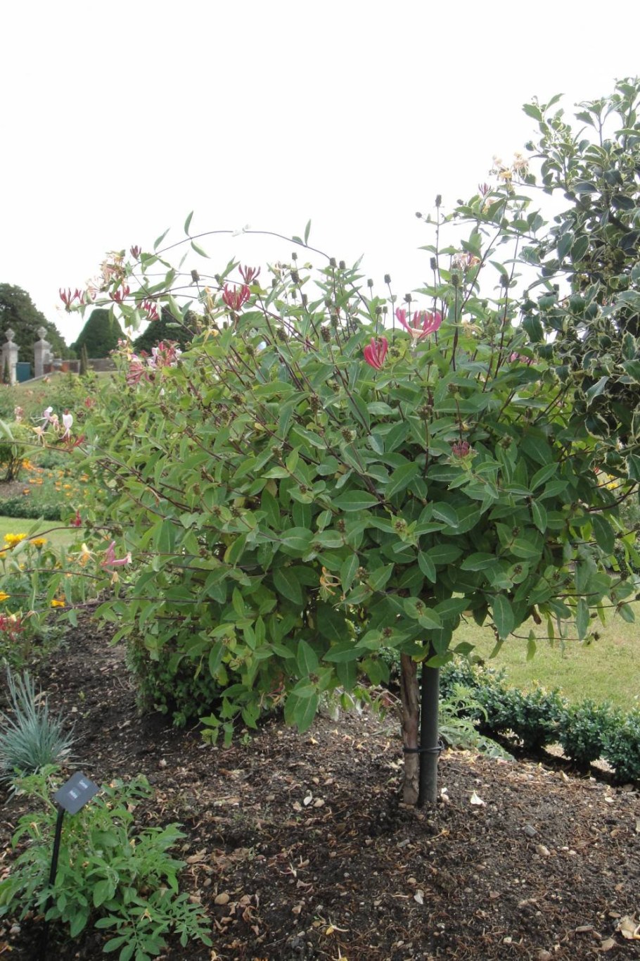 Каприфоль куст дерево