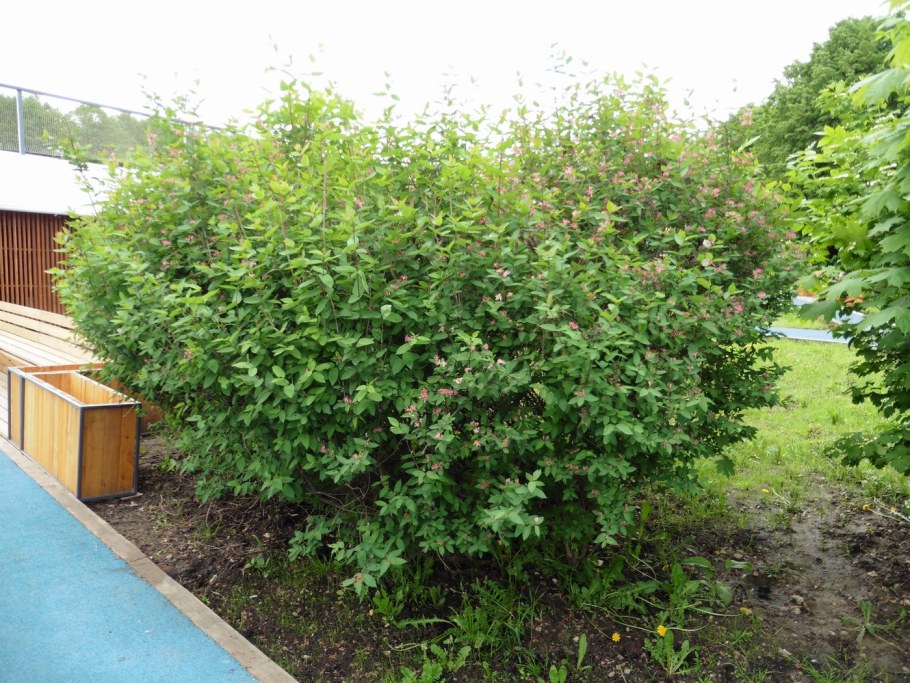 Жимолость Татарская каприфоль