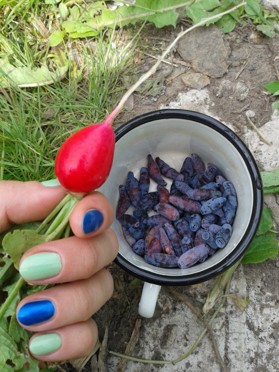 Жимолость в ведре