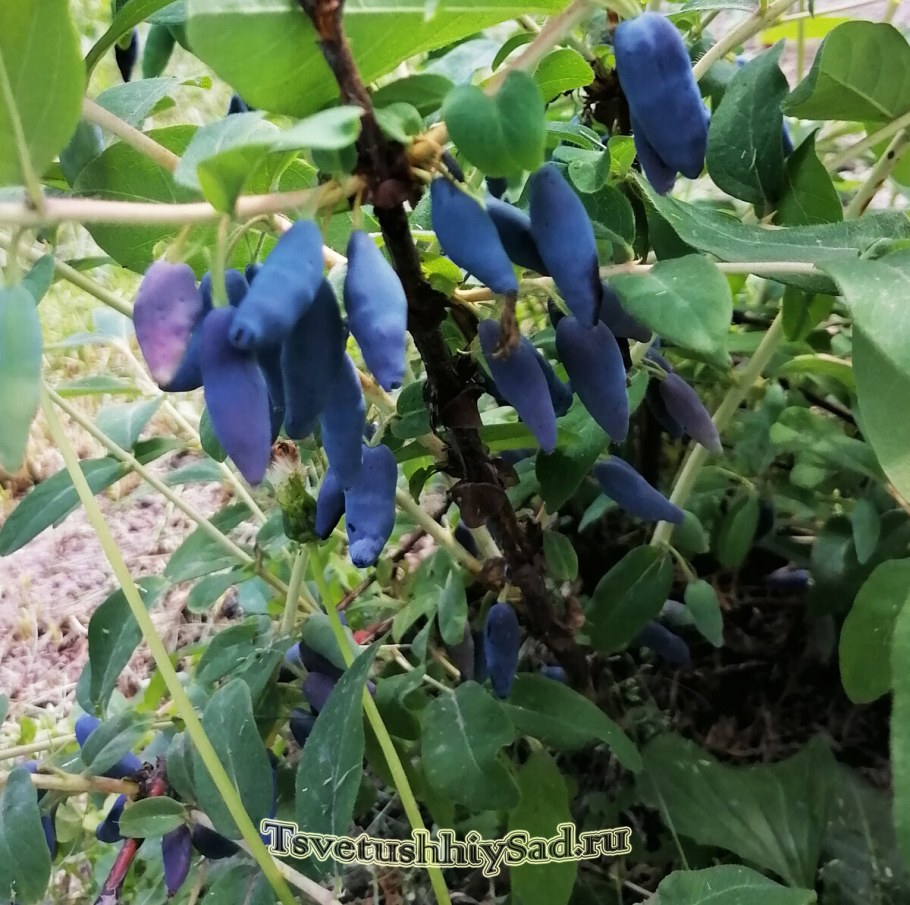 Жимолость Бакчарская Юбилейная описание сорта фото отзывы