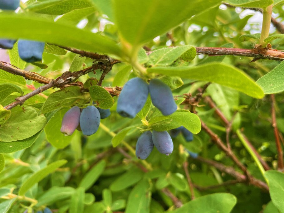 Рубцовск жимол