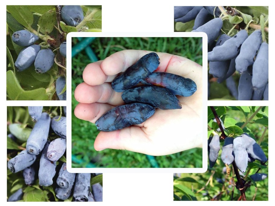 Жимолость ягода