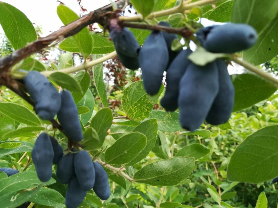 Жимолость Маака куст